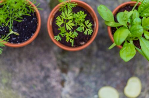 Photo Garden plant