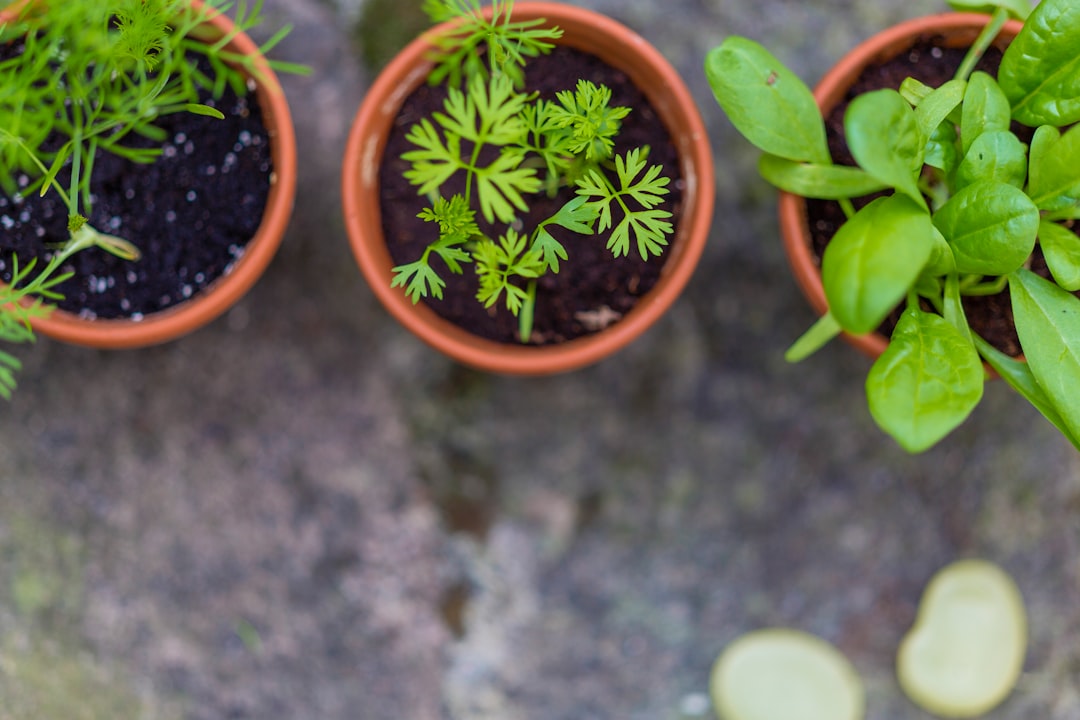 Photo Garden plant